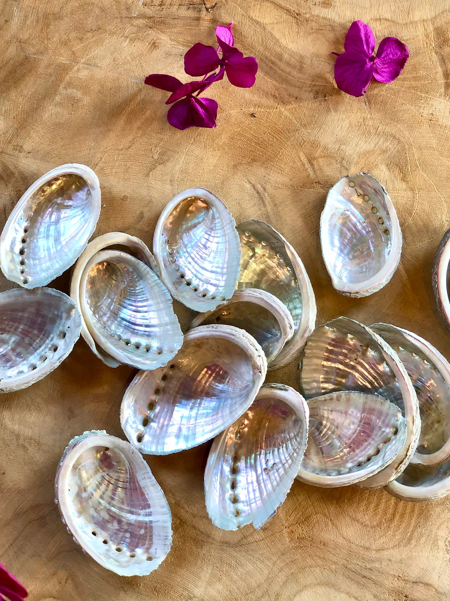 COQUILLES D'ORMEAU DE BRETAGNE 5/6cm - Fumigation & Purification - Lot de 2, 5 ou 10