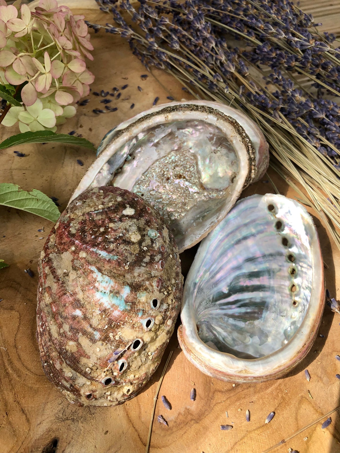 COQUILLE D'ORMEAU DE BRETAGNE 9/12cm - Fumigation & Purification - Lot de 2, 5 ou 10
