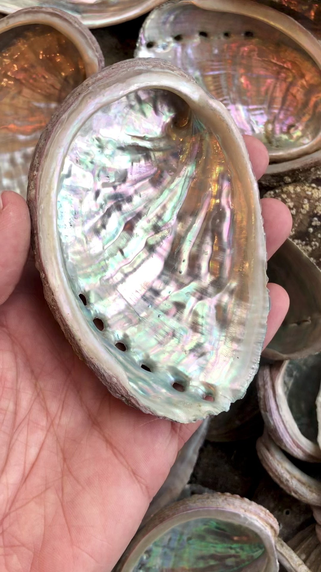 Abalone ou coquille d'ormeau - pierres du bien-être